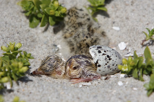 Little Tern (Sternula albifrons), chick hatching, Little Tern hatching, Lower Saxon Wadden Sea