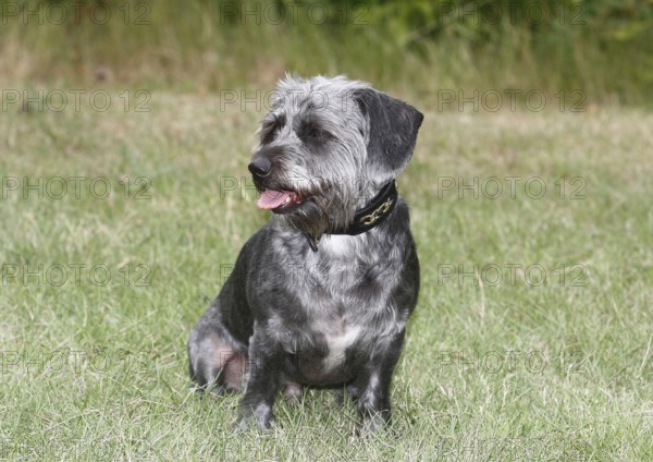 Dachshund Shih Tzu mix (Canis lupus familaris), male 4 years, sitting on the meadow, North