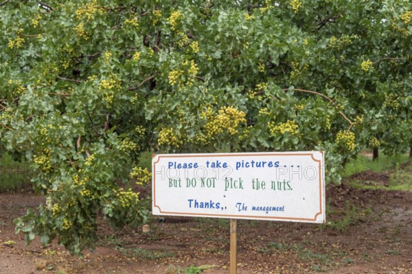 Alamogordo, New Mexico, Pistachios growing at Eagle Ranch, which sells the nuts under the Heart of