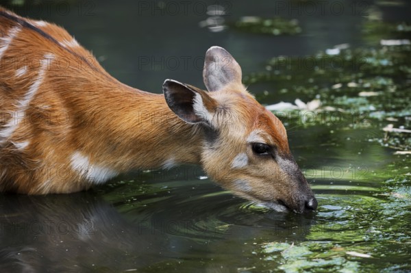 Western Sitatunga (Tragelaphus spekii gratus), female, captive, occurrence in Africa