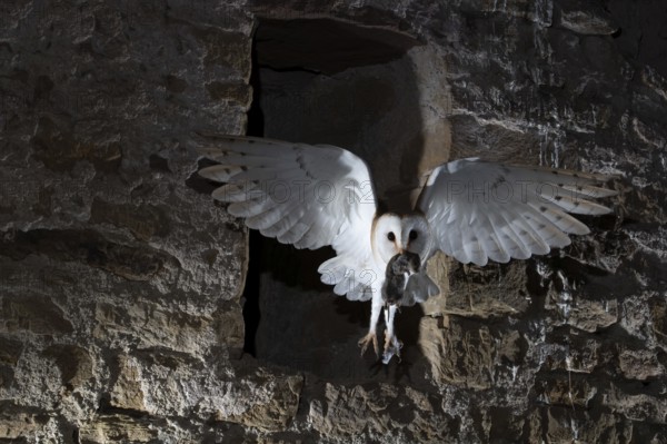 Common barn owl (Tyto alba) with captured mouse, Bitburg, Rhineland-Palatinate, Germany, Europe