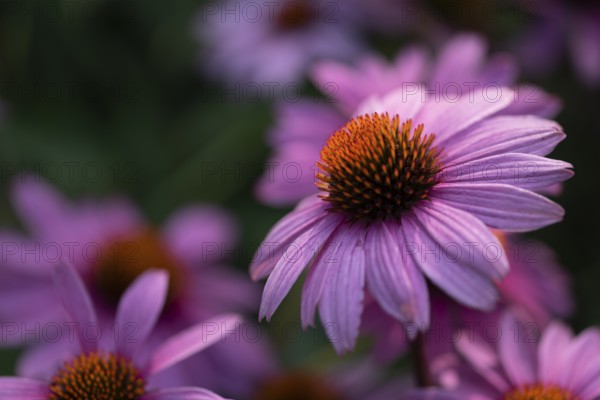 Flowering purple cone flower (Echinacea purpurea), Germany, Europe