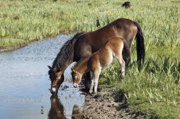 Exmoor ponies, mare with foal, lateral view