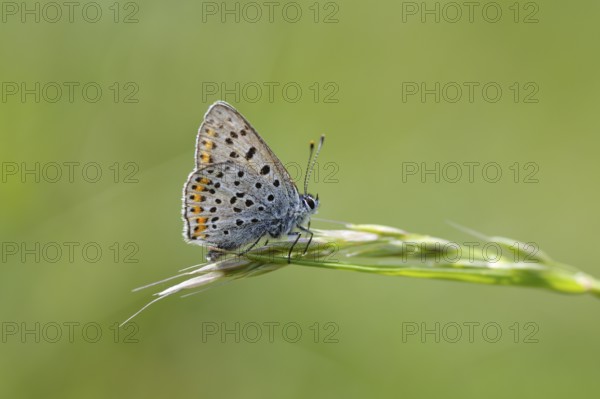 Common blue butterfly (Polyommatus icarus), Hesse, Germany, Europe