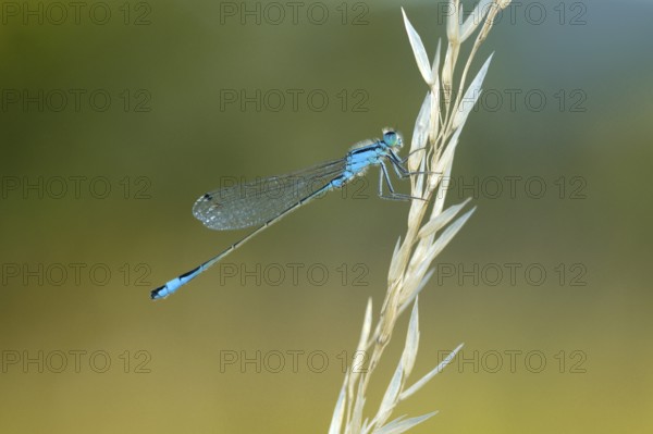 Male Great Blue-tailed Damselfly (Ischnura elegans), NSG Ermschwerd Witzenhausen, Hesse, Germany,