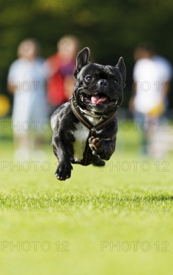 A dog running across a meadow, Baden-Württemberg, Germany, Europe