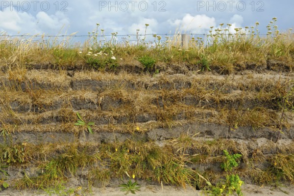 Typical fence wall, overgrown earth wall, Texel Island, North Sea, North Holland, Netherlands