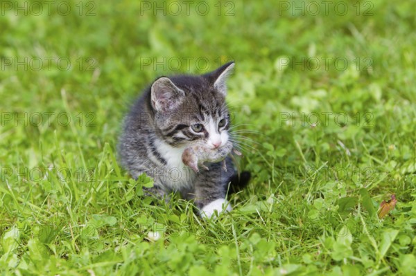 House cat, Kitten with mouse, tabby mackerel