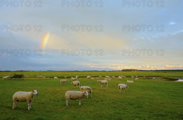 Texel sheep, near Den Burg, Texel Island, North Holland, Netherlands