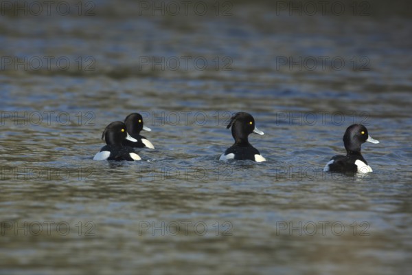 Four male swimming tufted duck (Aythya fuligula) looking in the same direction, Brenz, Hermaringen,