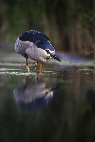 Black crowned night heron (Nycticorax nycticorax) foraging in the water, Pusztaszer, Hungary,