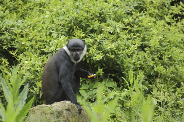 L'hoest's monkey (Cercopithecus lhoesti), adult, captive