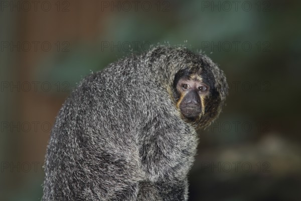 White-faced saki (Pithecia pithecia), adult, female, portrait, captive