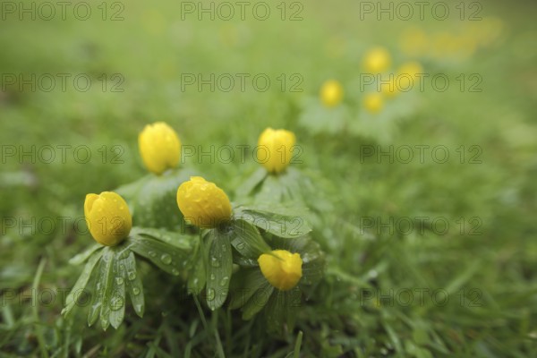 Group of Southern European winter aconite (Eranthis hyemalis) with water droplets, Luisenpark,
