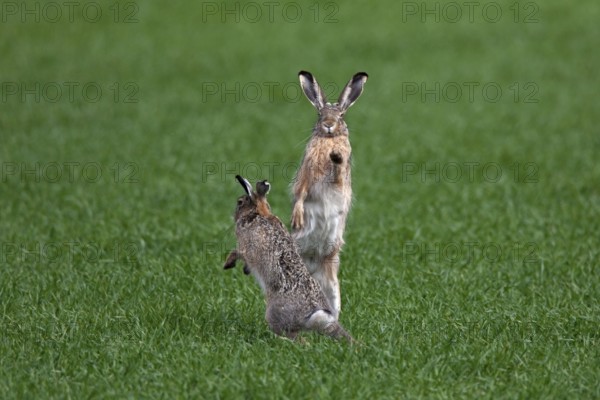 European hares (Lepus europaeus) boxing, fighting in the field during the breeding season, Germany,
