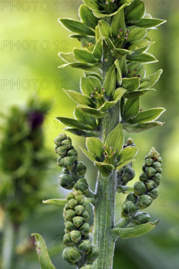 White false helleborne (Veratrum album), Lousewort, Lousewort, White Hellebore, European White