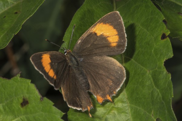 Kidney spot, spiracle butterfly (Thekla betulae) on a leaf, Baden-Württemberg, Germany, Europe