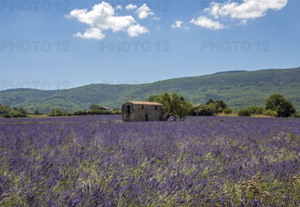 Old stone house with tree in lavender field, flowering true lavender (Lavandula angustifolia), on