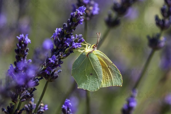 Lemon butterfly (Gonepteryx rhamny) on lavender flower, Provence, France, Europe