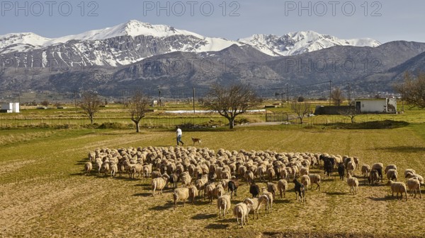 Flock of sheep, shepherd, green meadows, fields, trees, spring, Dikte massif, snow-capped