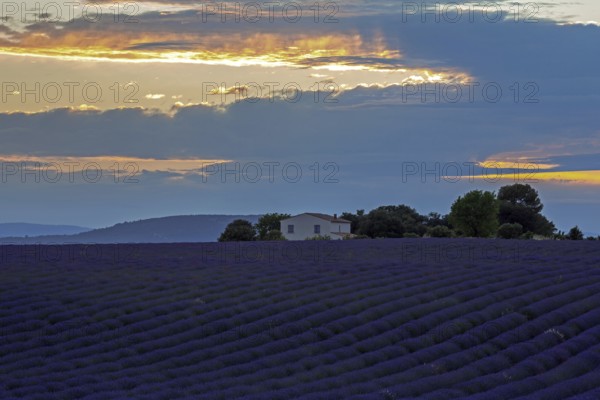 Lavender field with house, flowering true lavender (Lavandula angustifolia), evening light, near