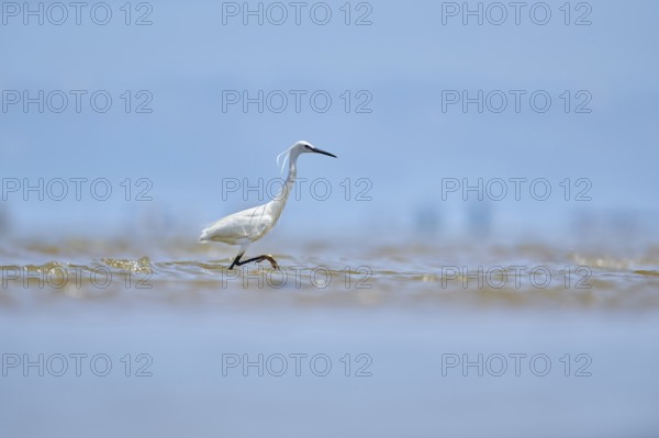 Little egret (Egretta garzetta) walking at the shore, hunting, sea, ebro delta, Catalonia, Spain,