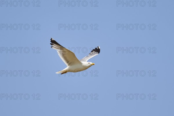 Yellow-legged gull (Larus michahellis) flying in the sky, ebro delta, Catalonia, Spain, Europe