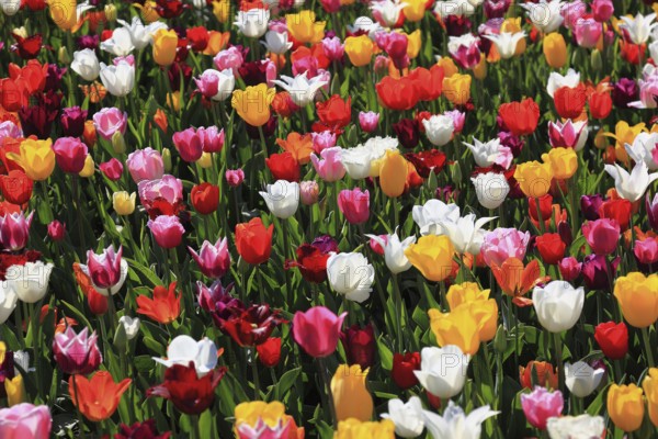 Many colourful tulips in one area