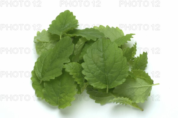 Lemon balm (Melissa officinalis) or melissa, family of the labiates, the foliage leaves, Melissae