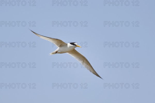 Little tern (Sternula albifrons) flying in the sky, hunting, ebro delta, Catalonia, Spain, Europe
