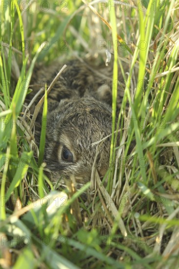 European hare (Lepus europaeus) few days old young animal in high grass, Lower Austria, Austria,