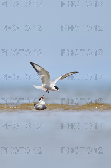 Elegant tern (Thalasseus elegans) flying in the sky above the sea, hunting, ebro delta, Catalonia,