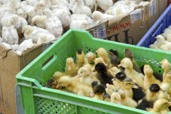 Chicken chicks, domestic chicken, domestic duck, ducklings, market, Ürgüp, Cappadocia, Turkey, Asia