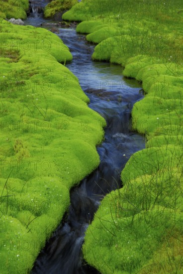 Brook and spring fen (Pohlia wahlenbergii), Wahlenberg Pohlmoos, Iceland, Europe