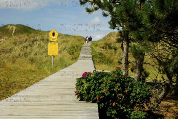 Bohlensteg, Amrumer Dunes Nature Reserve, Amrum, North Friesland, Schleswig-Holstein, Germany,