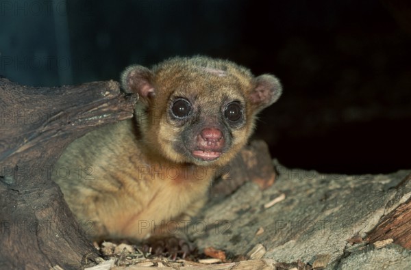 Kinkajou (Potos flavus)