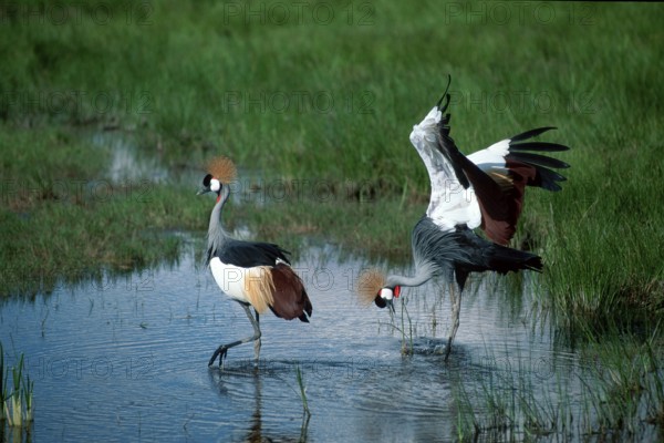 Crowned Cranes, pair, courting, Amboseli national park, Kenya (Balearica pavonina regulorum)