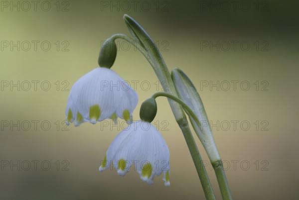 Spring Snowflake (Leucojum vernum), Marzenbecher, plants, lily family, Liliaceae, flowers, Europe,