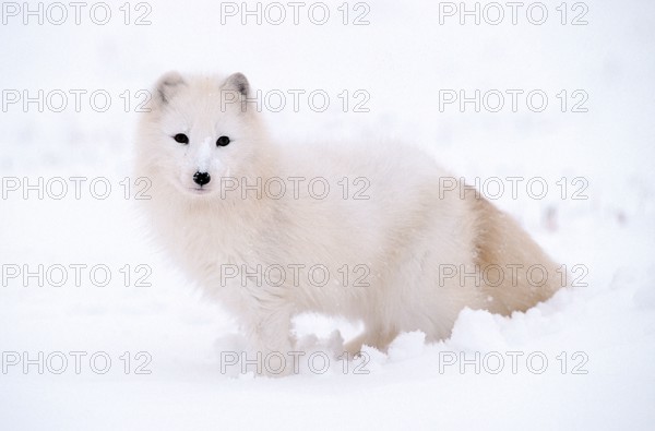 Arctic Fox (Alopex lagopus) (Vulpes lagopus), side