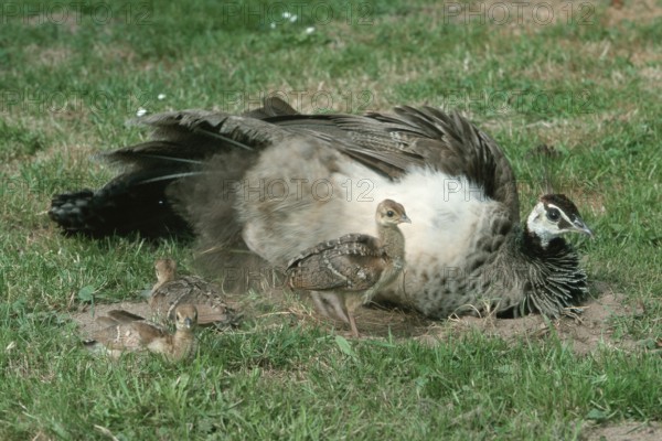 Indian peafowl (Pavo cristatus), female with chicks