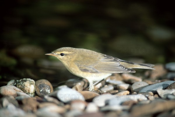 Icterine warbler (Hippolais icterina), Germany, Europe
