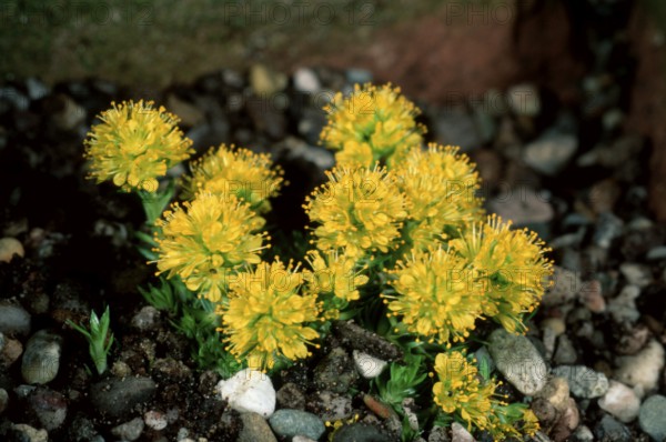 Saxifrage (Saxifraga x apiculata)