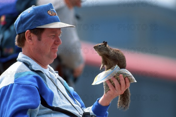 Californian Ground Squirrel (Citellus beecheyi) sitting on man's hand, California, USA, Beechey's