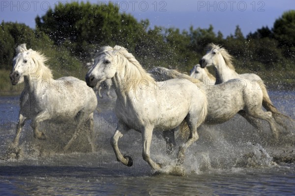 Camargue horses run through water, Camargue, Provence, South of France, Camargue horse, white horse