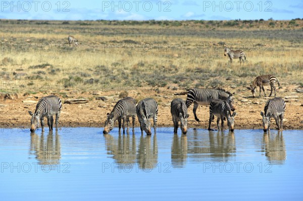 Cape mountain zebras (Equus zebra zebra), Mountain Zebra National Park, South Africa, Africa