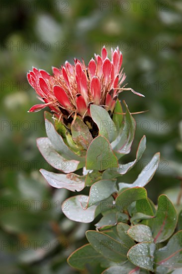 King protea (Protea cynaroides), South Africa, Africa