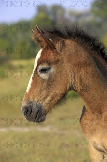 Foal, Camargue, South of France, Camargue horse, Grey, Profile
