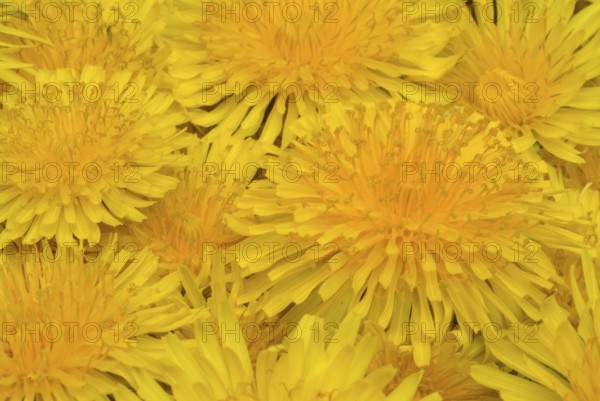 Common dandelion (Taraxacum) Ruderalia, Taraxacum officinale, medicinal plant, the most important