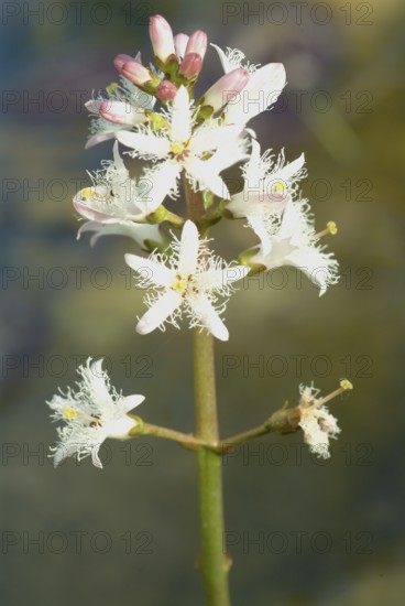 Bog bean (Menyanthes trifoliata) or bitter clover, medicinal plant