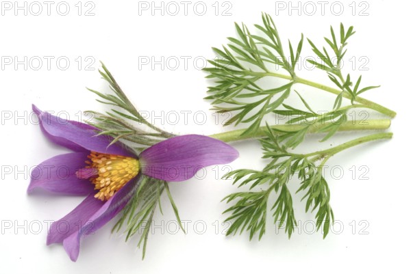 Common pasque flower (Pulsatilla) vulgaris, also known as common pasque flower, pasque flower or